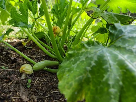 Zucchini in the foot Stock Photos