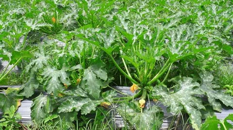 Zucchini Stock Footage 12424501