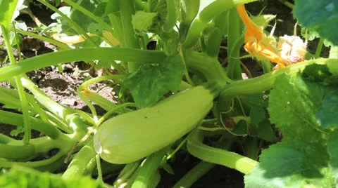 Zucchini Stock Footage 26347676