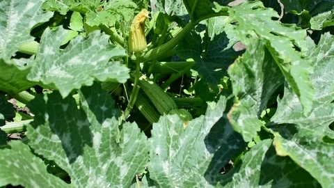 Zucchini 스톡 동영상 92205227