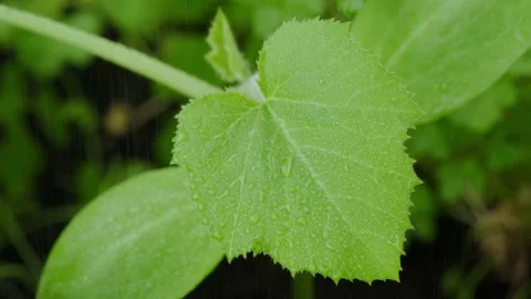 Zucchini Stock Footage 131206910