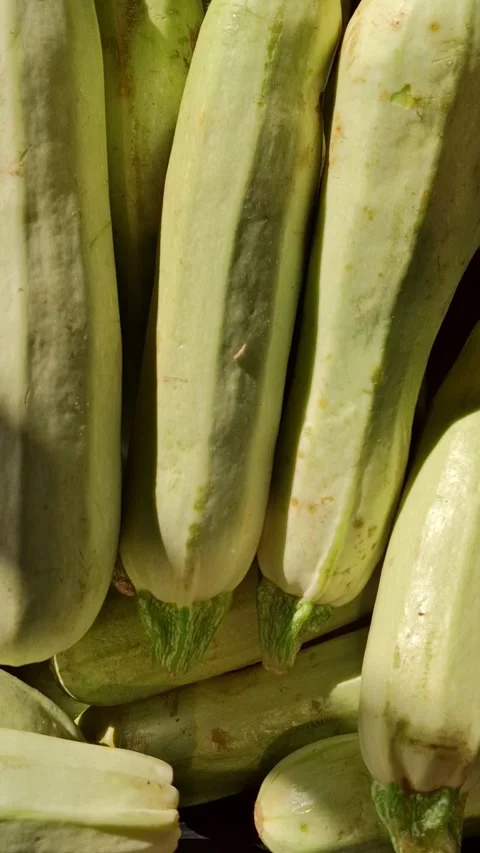 Zucchini Stock Footage 341676676