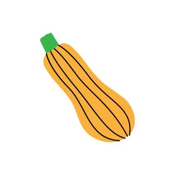 Zucchini. Fresh organic vegetable. Vector illustration Stock Illustration