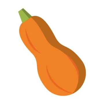 Zucchini fresh vegetable Stock Illustration