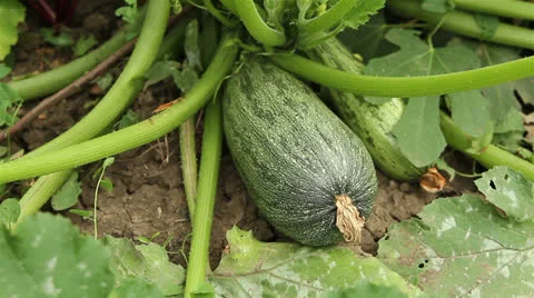 Zucchini in the garden, Stock Footage 24871592