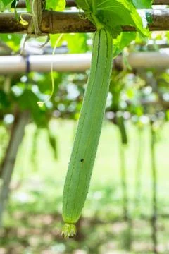 Zucchini in the garden Stock Photos