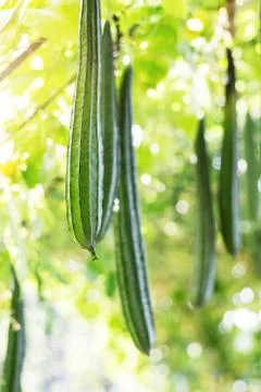 Zucchini in garden. Stock Photos