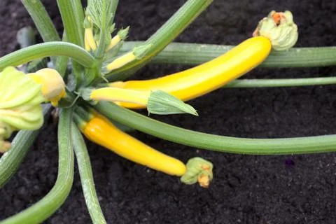 A zucchini in the garden Stock Photos