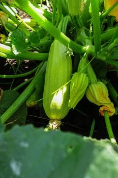 Zucchini in the garden Stock Photos