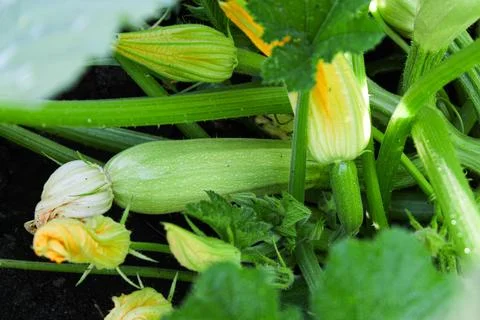 Zucchini in the garden Stock Photos