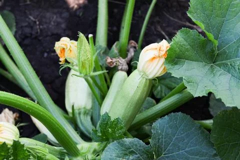 Zucchini in the garden Stock Photos