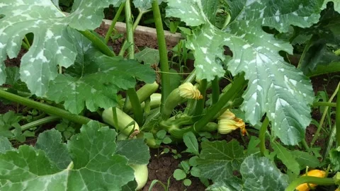 Zucchini in the garden top view Stock Footage 278348674