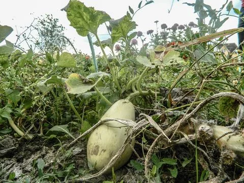 Zucchini in the garden - vegetable Stock Photos