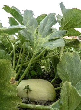Zucchini in the garden - vegetable Fotos de archivo