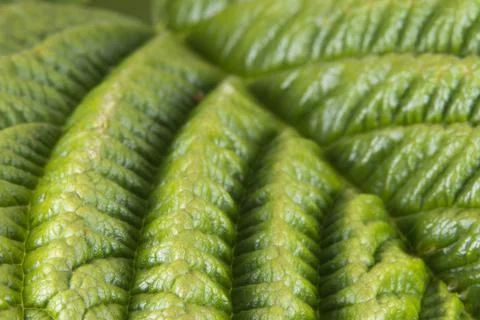 Zucchini Green Leaf Macro Stock Photos
