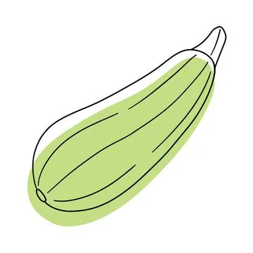 Zucchini. Green vegetable. Stylized vegetables. Vegetables vector. Stock Illustration