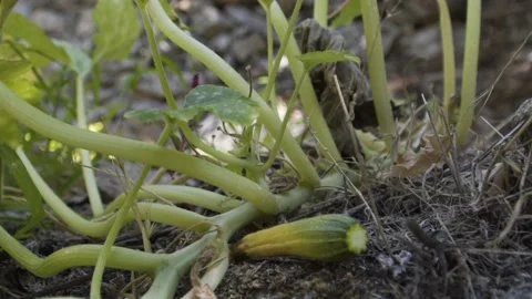 A zucchini growing in a garden 스톡 동영상 144922508