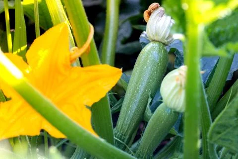 Zucchini grows in the garden Foto stock