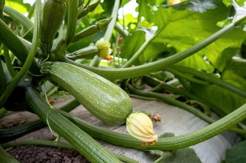 Zucchini grows in the garden Stock Photos