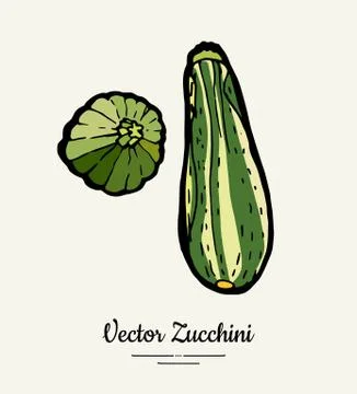 Zucchini hand drawn illustration set. Hipster illustration of squash. Isolate Stock Illustration