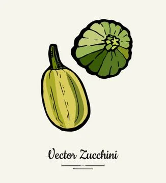 Zucchini hand drawn illustration set. Hipster illustration of squash. Isolate Stock Illustration