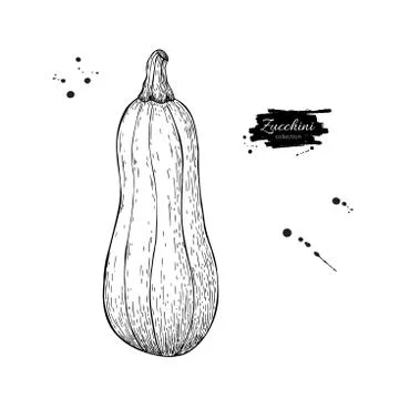 Zucchini hand drawn vector illustration. Isolated Vegetable engraved style .. Stock Illustration