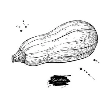 Zucchini hand drawn vector illustration. Isolated Vegetable engraved style .. Stock Illustration