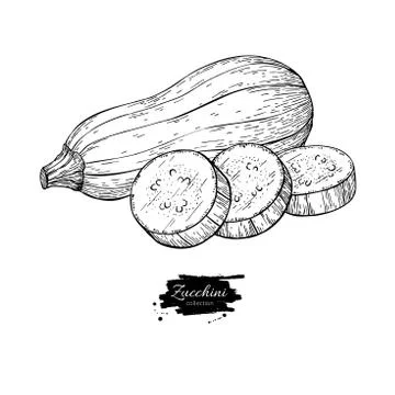 Zucchini hand drawn vector illustration. Isolated Vegetable engraved style .. Stock Illustration