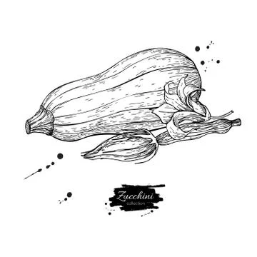 Zucchini hand drawn vector illustration. Isolated Vegetable engr Stock Illustration