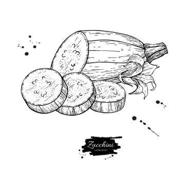 Zucchini hand drawn vector illustration. Isolated Vegetable engr Stock Illustration