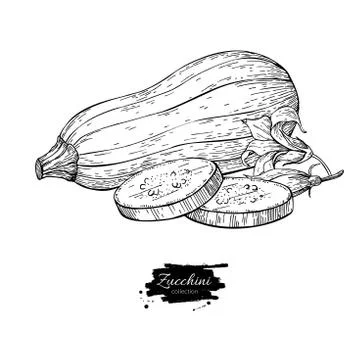 Zucchini hand drawn vector illustration. Isolated Vegetable engr Stock Illustration