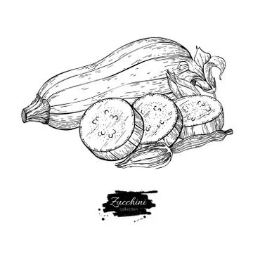 Zucchini hand drawn vector illustration. Isolated Vegetable engr Stock Illustration