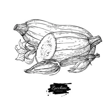Zucchini hand drawn vector illustration. Isolated Vegetable engr Stock Illustration