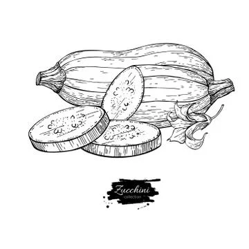 Zucchini hand drawn vector illustration. Isolated Vegetable engr Stock Illustration