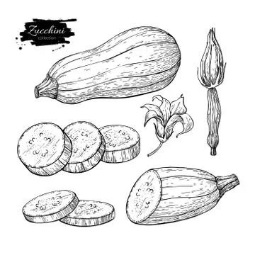 Zucchini hand drawn vector illustration set. Isolated Vegetable Stock Illustration
