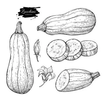 Zucchini hand drawn vector illustration set. Isolated Vegetable Stock Illustration