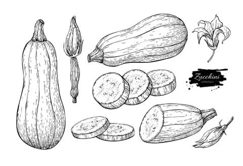 Zucchini hand drawn vector illustration set. Isolated Vegetable Stock Illustration
