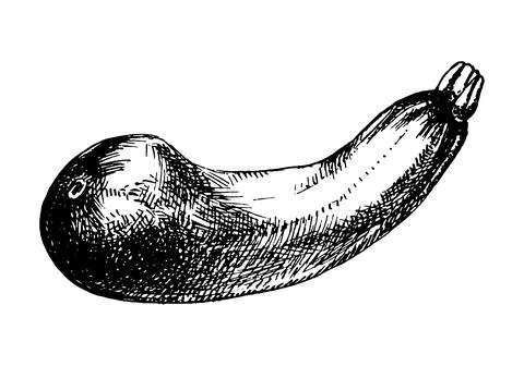 Zucchini hand drawn vector illustration. Isolated Vegetable object Stock Illustration