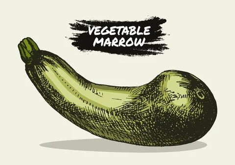 Zucchini hand drawn vector illustration. Isolated Vegetable object Stock Illustration