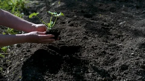 Zucchini hands planting Video stock 231130127