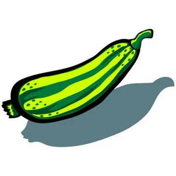 Zucchini Stock Illustration