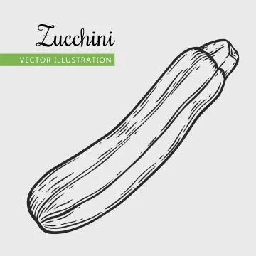 Zucchini Stock Illustration