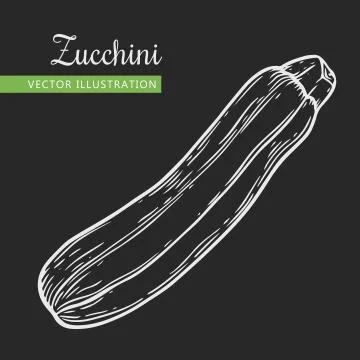 Zucchini Stock Illustration