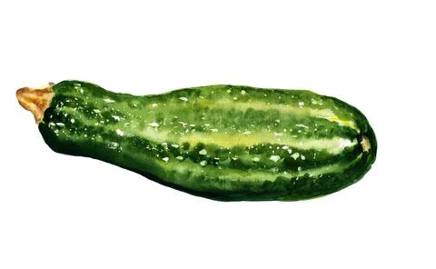 Zucchini Stock Illustration
