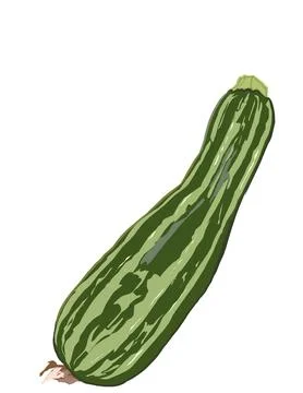 Zucchini Stock Illustration