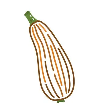 Zucchini isolated on white background. Vector doodle illustration Stock Illustration