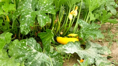 A zucchini leaf affected by the disease, with white spots. Stock Footage 249278310