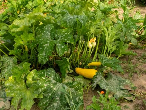 A zucchini leaf affected by the disease, with white spots. Stock Photos