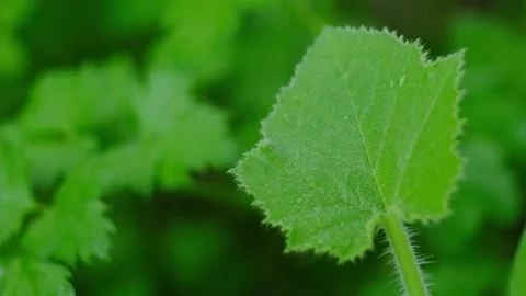 Zucchini leaf close up Stock Footage 131207878