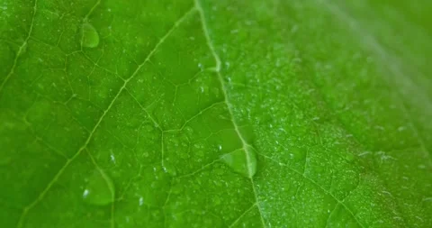 Zucchini leaf Stock Footage 131199886